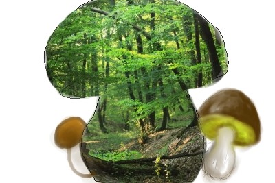 when the soil is humid and the wood smells like earth