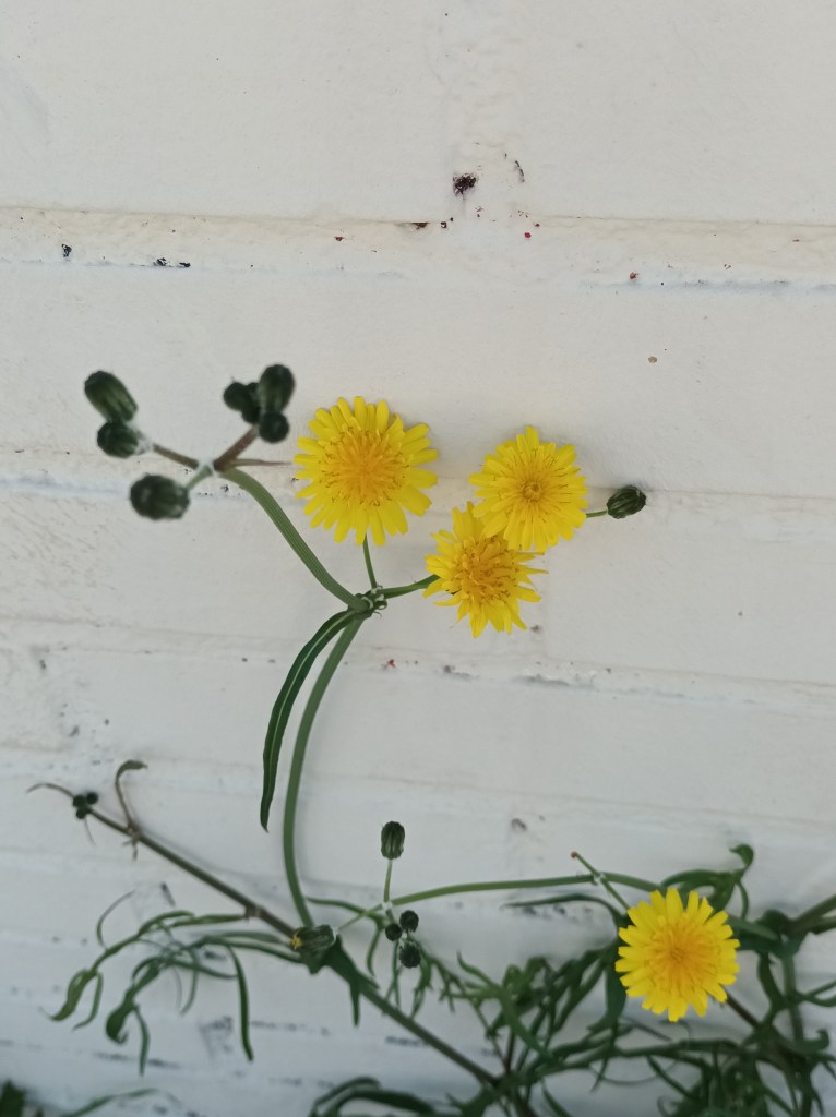 Dientes de león en la esquina de la calle
