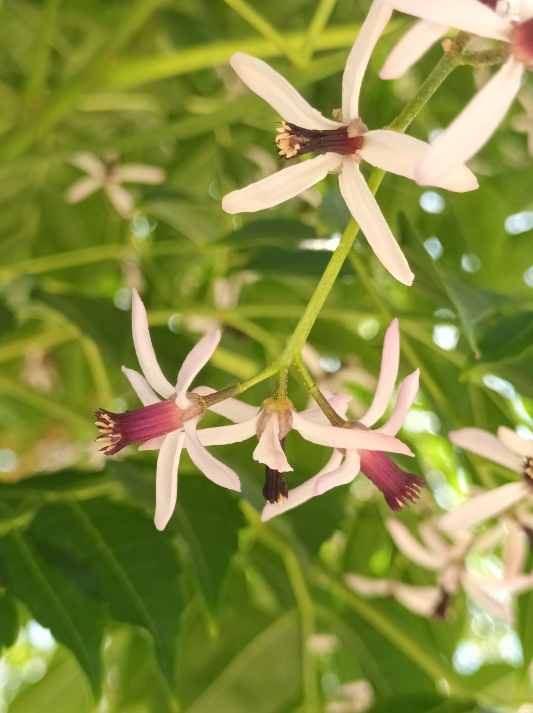 a corridor of lilacs