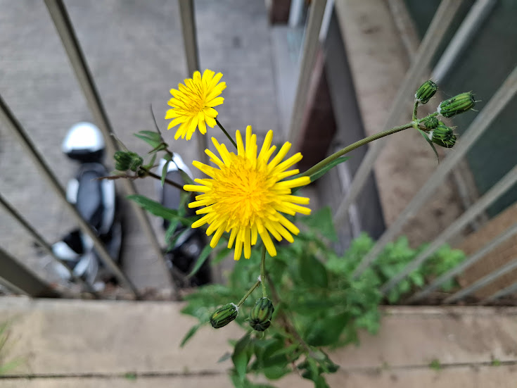 Motorized Dandelion