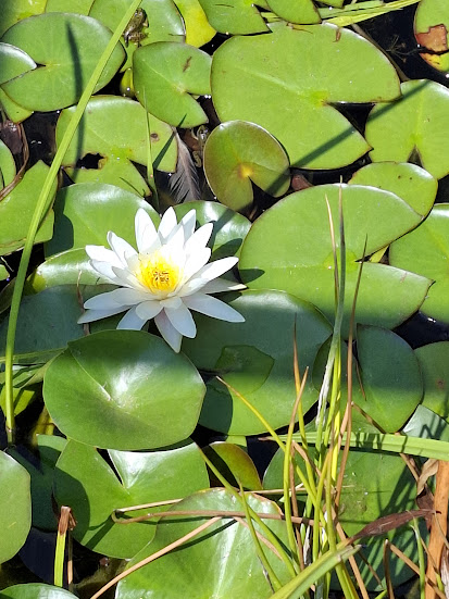 Iaz cu Nufar si Broaste