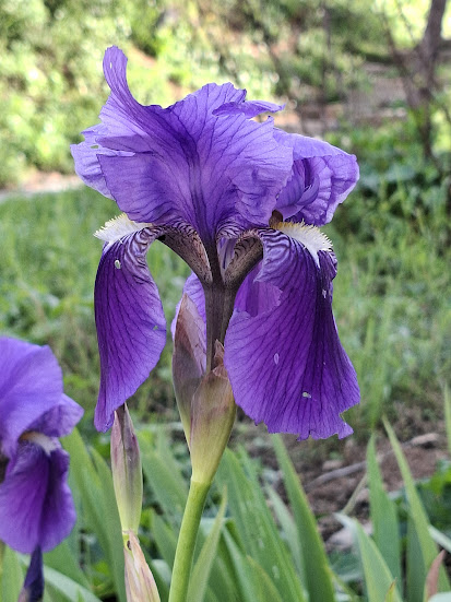 Iris Pistil