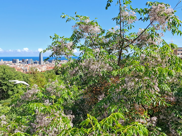 lilac tree