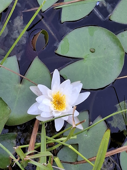 Lotus Flower