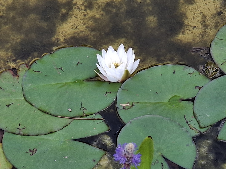 pond life