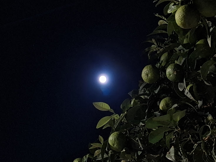 Luna cu portocale verzi