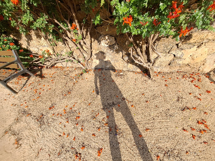 Autumnal Light