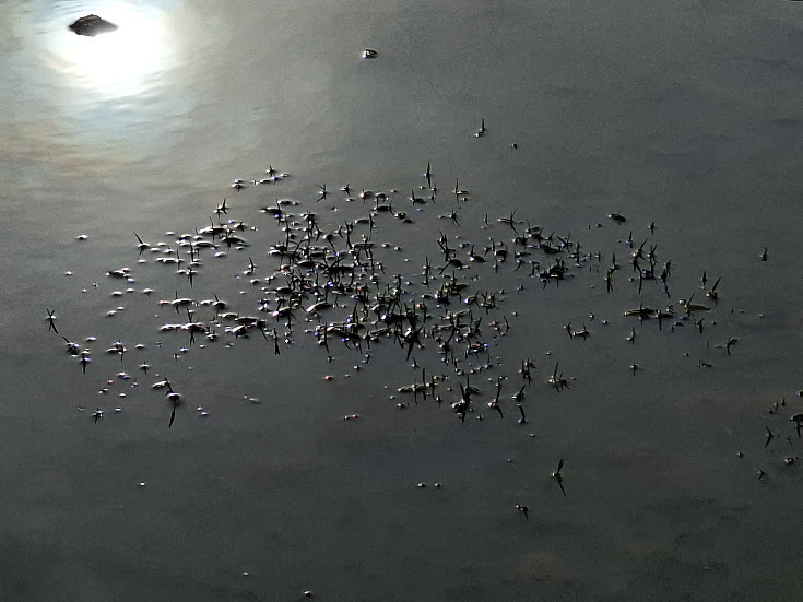 reflectie in balta